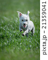 Puppy running in a field 21359041