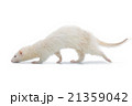 Ferret on white background 21359042