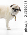 Pug on white background 21359043