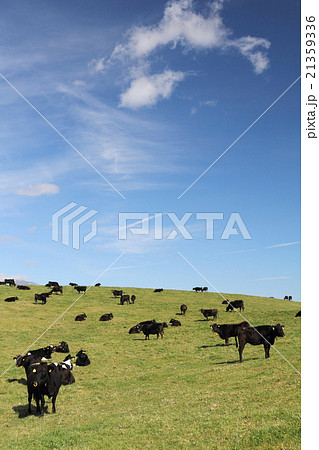 放牧場 21359336