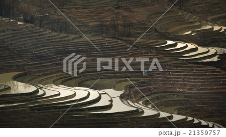 Terraced rice fields in water season 21359757