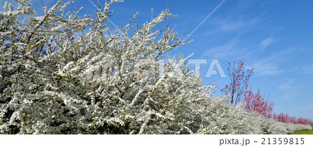 ユキヤナギ(安城市半場川) 21359815