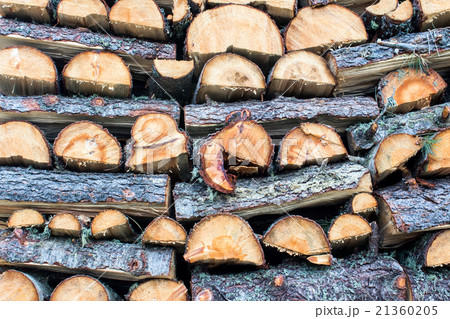 trunks cutted 21360205