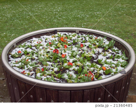 Primrose flower 21360485
