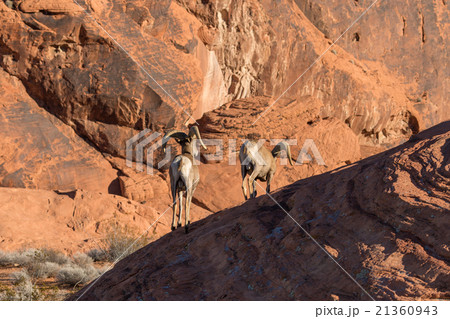 Desert Bighorn Sheep Rams 21360943
