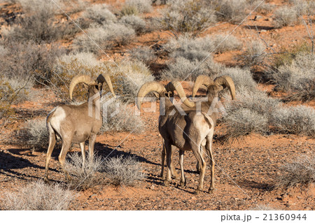 Desert Bighorn Sheep Rams 21360944
