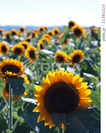 千葉県佐倉市にある佐倉ふるさと広場のたくさんのひまわり 21361323