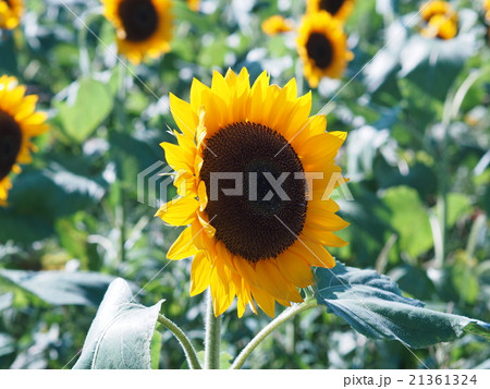 千葉県佐倉市にある佐倉ふるさと広場のたくさんのひまわり 千葉県佐倉市にある佐倉ふるさと広場のたくさんのひまわり 21361324