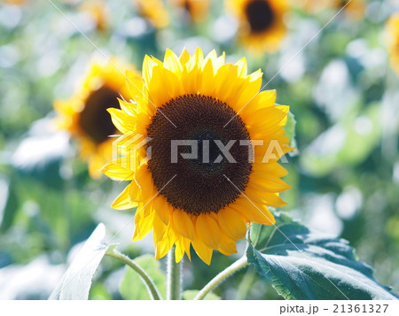 千葉県佐倉市にある佐倉ふるさと広場のひまわり 21361327