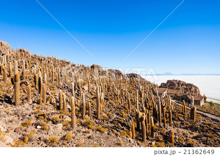 Cactus Island, Uyuni 21362649