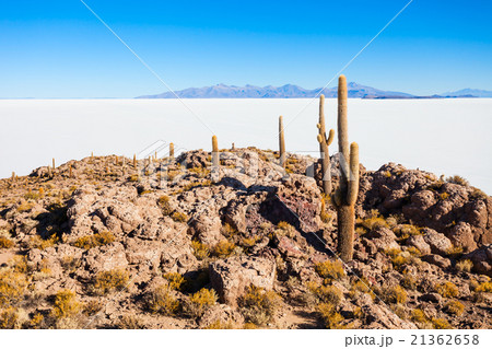 Cactus Island, Uyuni Cactus Island, Uyuni 21362658