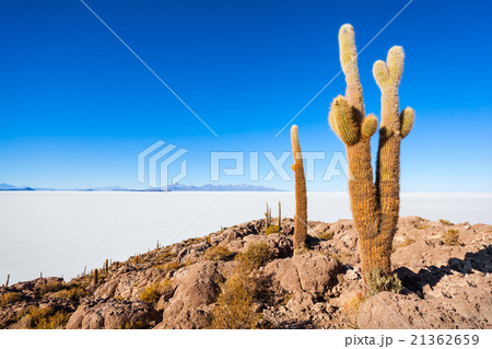 Cactus Island, Uyuni 21362659