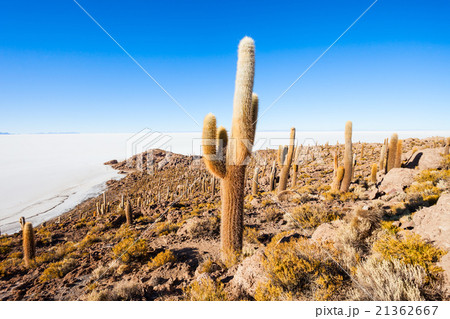Cactus Island, Uyuni 21362667
