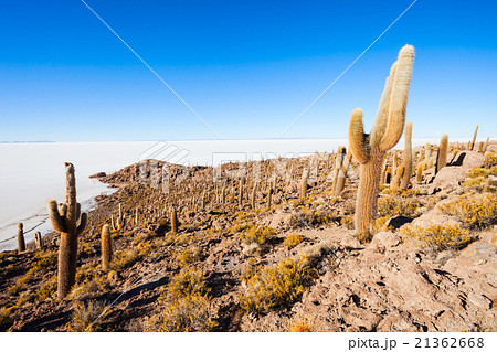 Cactus Island, Uyuni 21362668