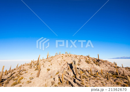 Cactus Island, Uyuni 21362670