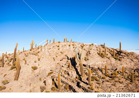 Cactus Island, Uyuni 21362671