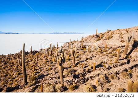 Cactus Island, Uyuni 21362672