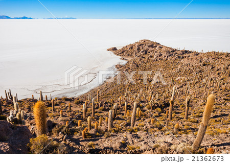 Cactus Island, Uyuni 21362673