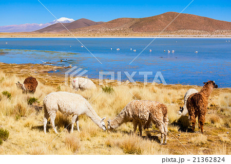 Cute lamas 21362824