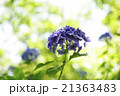 紫陽花 21363483