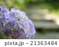 紫陽花 21363484