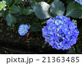 紫陽花 21363485