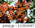春もみじ 21363487