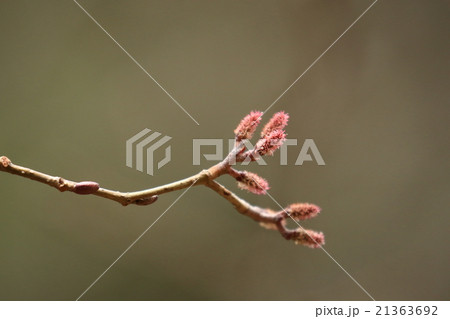 自然 植物 ヤマハンノキ、枝先に雌花が咲いています。葉芽はまだ眠っているようです 自然 植物 ヤマハンノキ、枝先に雌花が咲いています。葉芽はまだ眠っているようです 21363692