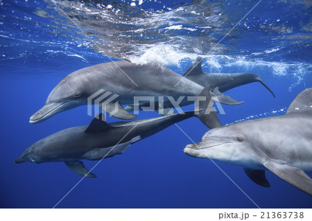 小笠原の海を泳ぐミナミハンドウイルカの写真素材