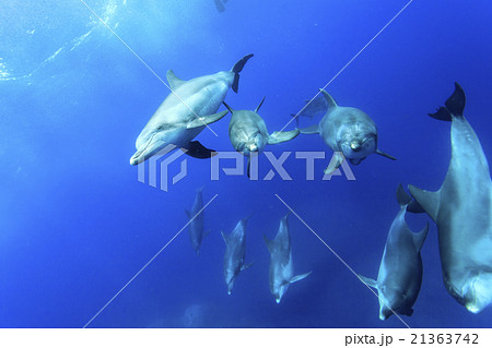 小笠原の海を泳ぐミナミハンドウイルカ 小笠原の海を泳ぐミナミハンドウイルカ 21363742