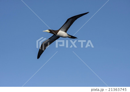 小笠原の空を飛ぶカツオドリ 小笠原の空を飛ぶカツオドリ 21363745