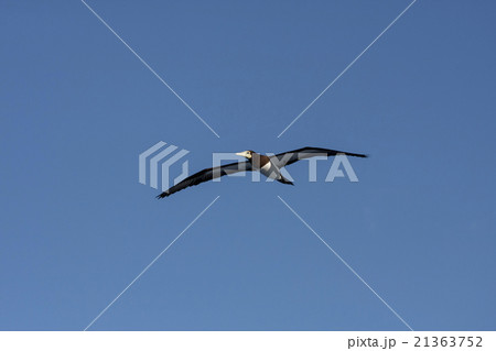 小笠原の空を飛ぶカツオドリ 21363752