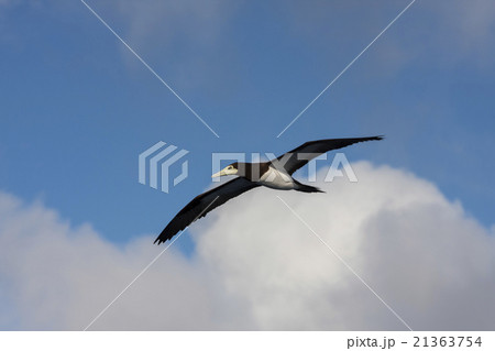 小笠原の空を飛ぶカツオドリ 21363754