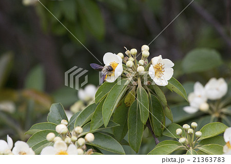 ムニンヒメツバキの花粉を集めるオガサワラクマバチ 21363783
