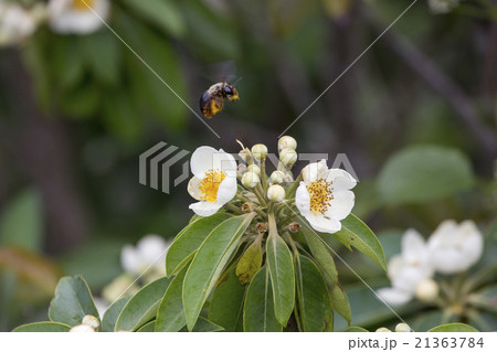 ムニンヒメツバキの花粉を集めるオガサワラクマバチ 21363784