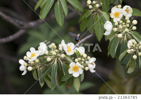 ムニンヒメツバキの花粉を集めるオガサワラクマバチ 21363785