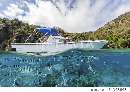 小笠原の海中公園キャベツビーチ 小笠原の海中公園キャベツビーチ 21363893