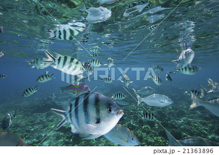 小笠原の海中公園の熱帯魚の群れ 小笠原の海中公園の熱帯魚の群れ 21363896