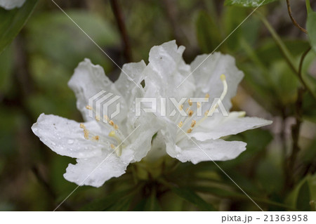 小笠原固有種のムニンツツジ 小笠原固有種のムニンツツジ 21363958