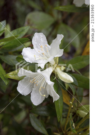 小笠原固有種のムニンツツジ 21363960