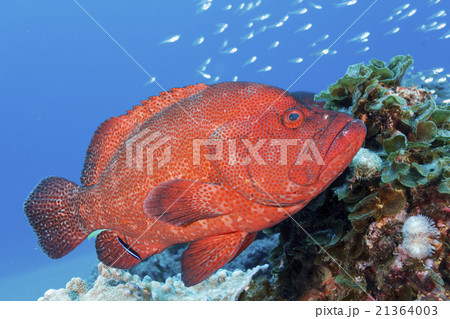 アザハタとスカシテンジクダイの群れ アザハタとスカシテンジクダイの群れ 21364003