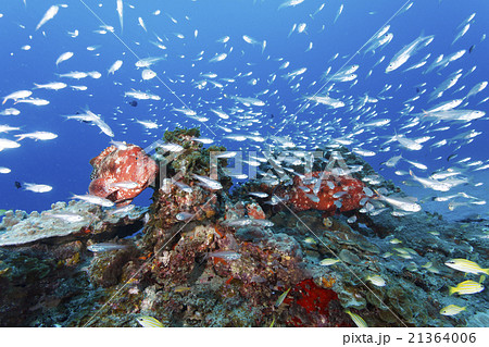 アザハタとスカシテンジクダイの群れ アザハタとスカシテンジクダイの群れ 21364006
