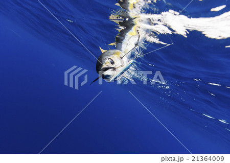 釣り針にかかったキハダマグロ 21364009
