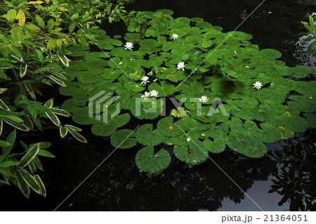 池のスイレン 池のスイレン 21364051