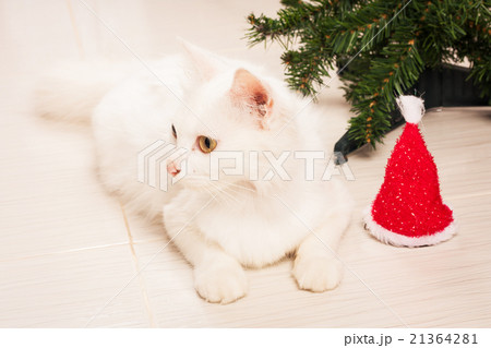 cute persian white cate lying near christmas tree cute persian white cate lying near christmas tree 21364281