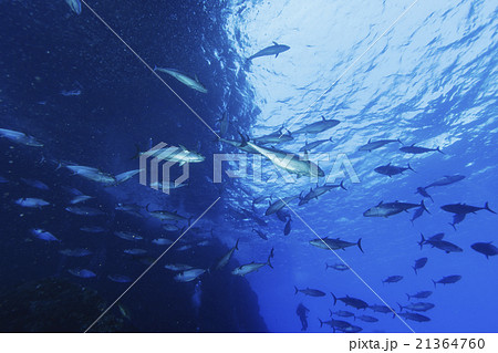 小笠原のマグロ穴のイソマグロの群れ 21364760