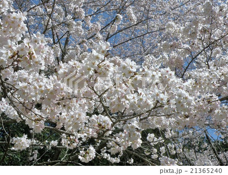 満開の桜 21365240