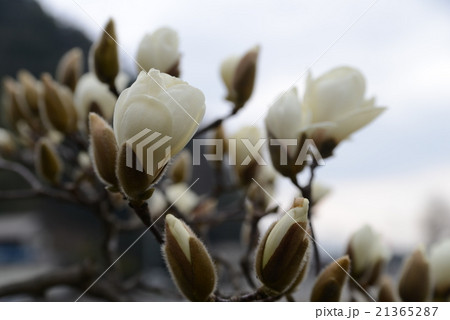 ハクモクレン ハクモクレン 21365287