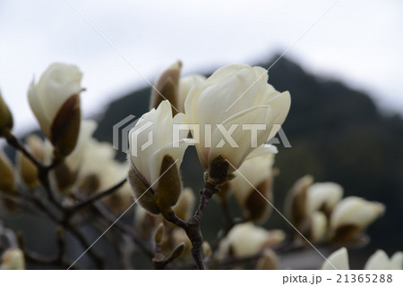 ハクモクレン 21365288