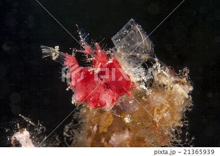 オリズルエビ 21365939